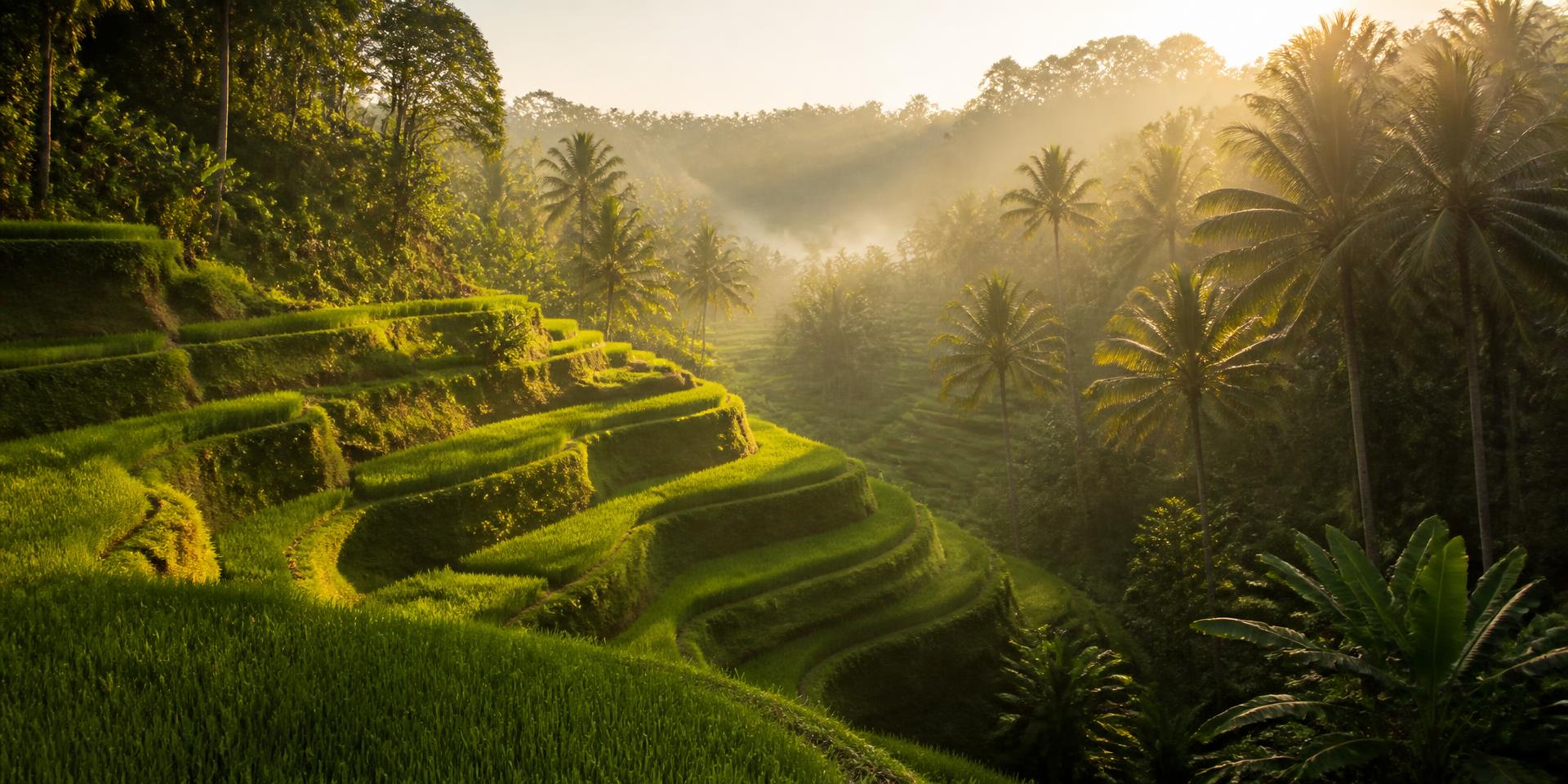 Rice terraces in Bali at golden hour